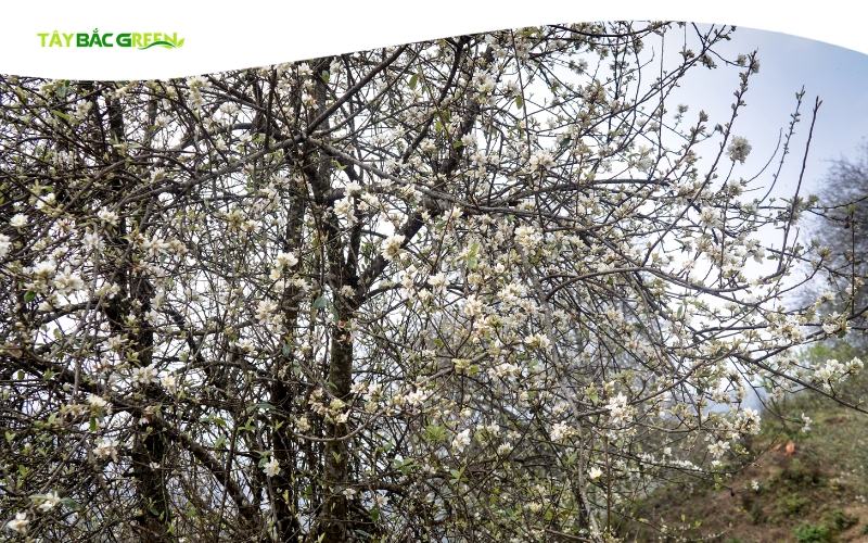 Mùa táo mèo Tây Bắc