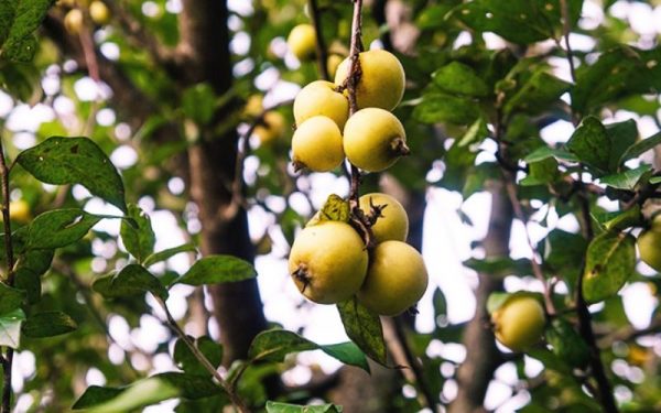 Mùa táo mèo Tây Bắc