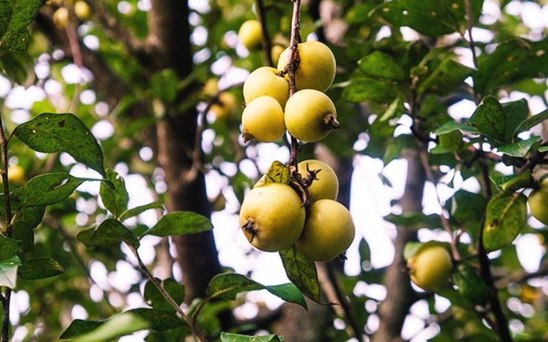 Mùa táo mèo Tây Bắc