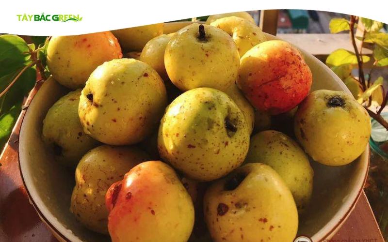 Mùa táo mèo Tây Bắc