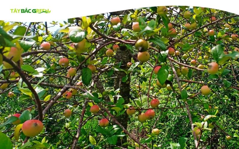 Mùa táo mèo Tây Bắc