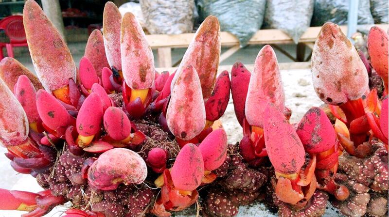 cách ngâm rượu chuối hột chín tươi