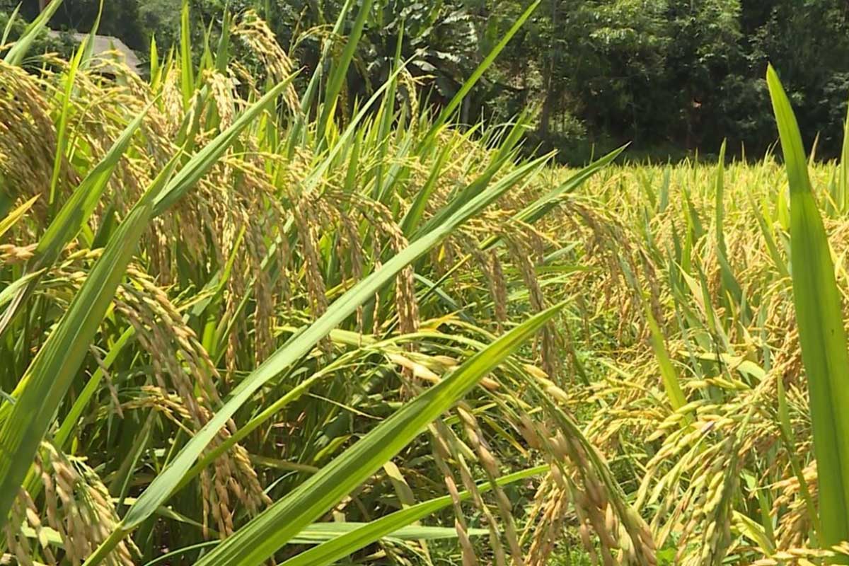 Ruộng bậc thang trồng nếp nương