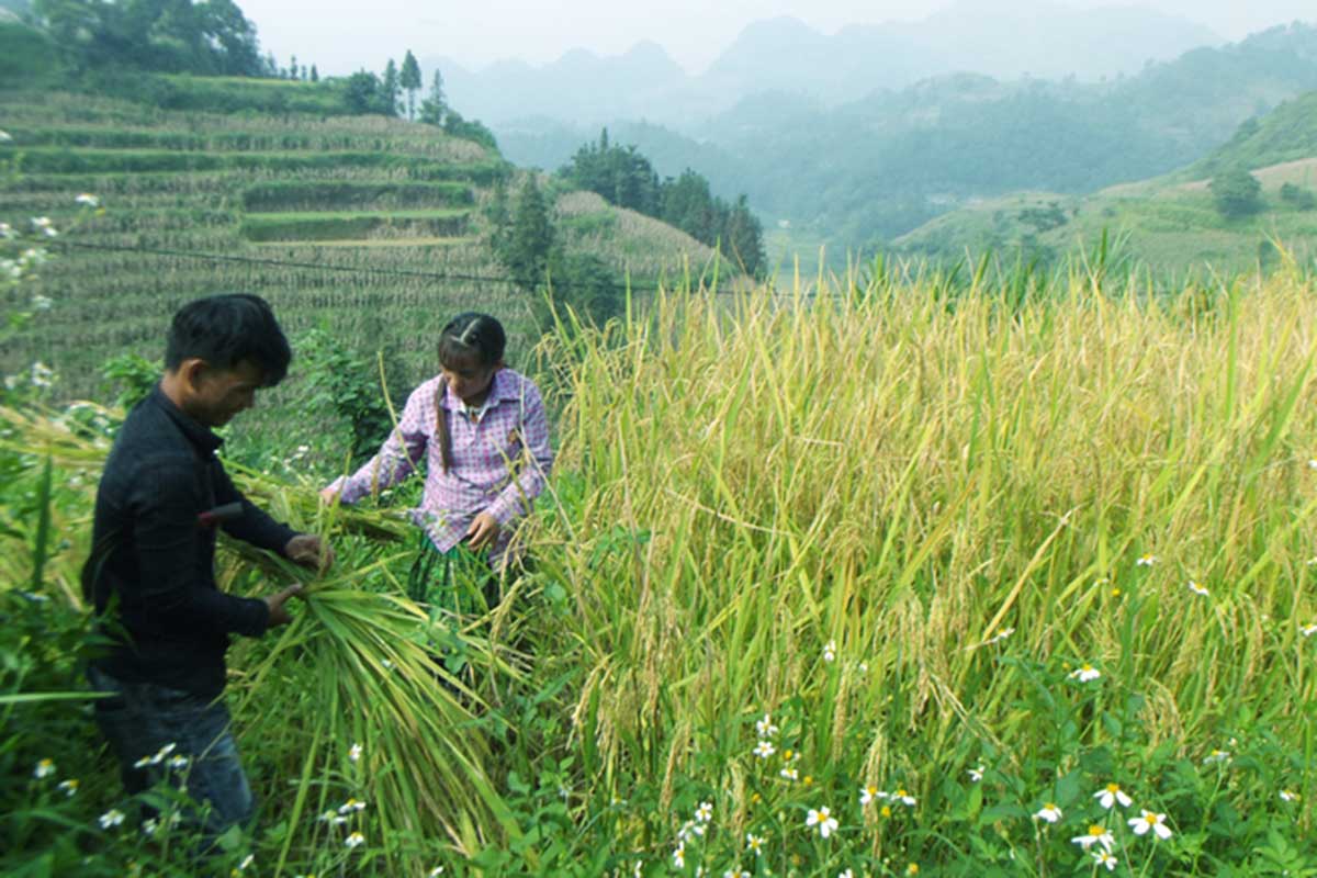 Gạo nếp nương Điện Biên